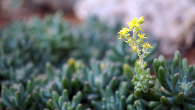 Succulents or cactus in desert botanical garden with sand stone pebbles background .