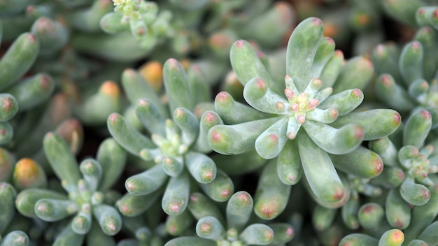 Succulents or cactus in desert botanical garden with sand stone pebbles background .