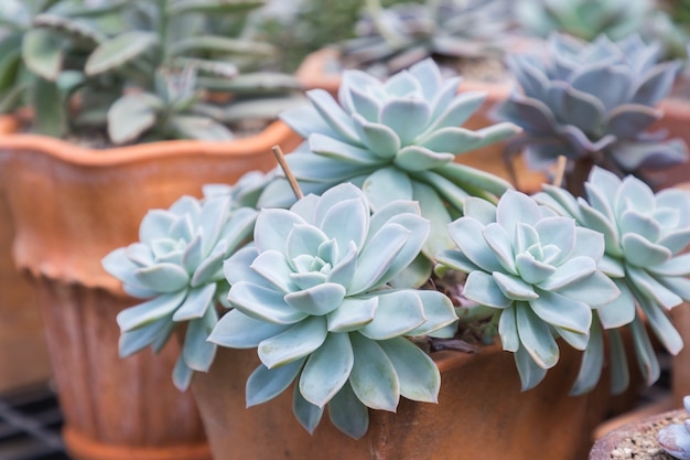 砂漠植物園での多肉植物サボテン