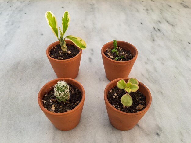 Succulents and cactus garden in a miniature pots