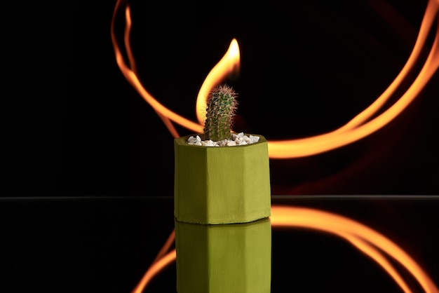 Фото Суккуленты, кактус в зеленый бетонный горшок на оранжевом фоне света. чистое фото