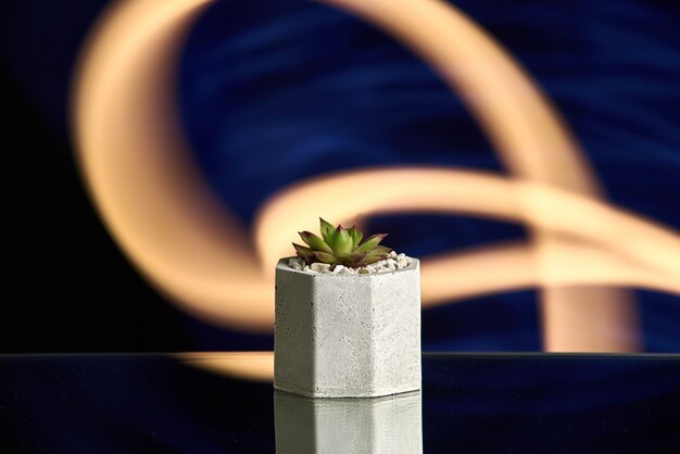 Succulents in concrete pot on blue light background. clean photo