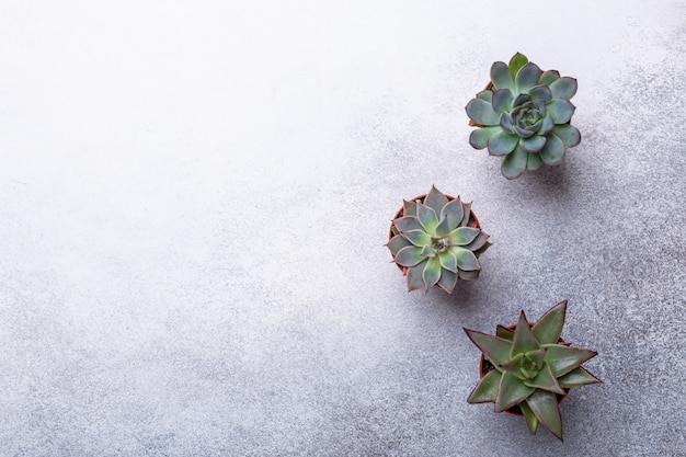 Succulents on a gray stone table Copy space