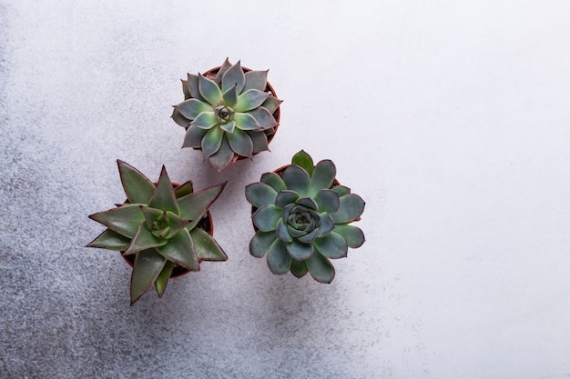 Succulents on a gray stone table