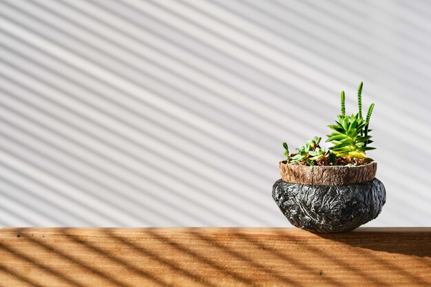 Succulents in a handmade pot on a light background selective focus. Scandinavian hipster decoration for home or office. Hard shadows from blinds in sunlight on white background