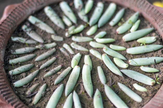 Succulents leaves propagating in a pot