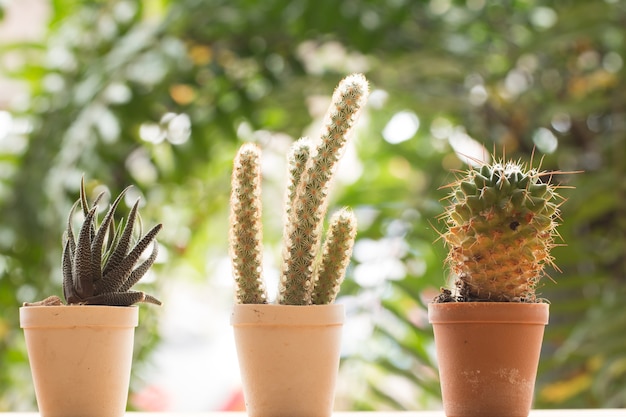 Succulents of cactus in pot met natuurlijke groene achtergrond