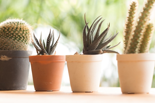 Succulents of cactus in pot met natuurlijke groene achtergrond