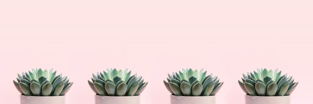 succulents on pale pink background.