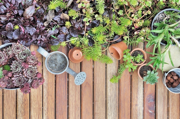 Photo succulents on patio