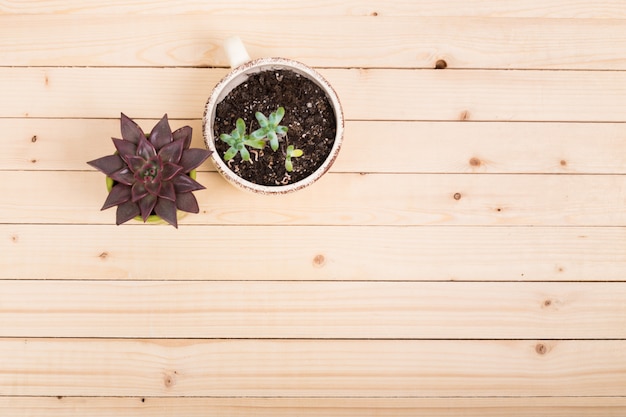 Succulents plants in pots