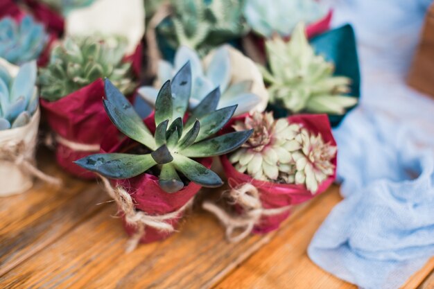 Photo succulents in pots bucket with soil and watering can planting and care of houseplants and flowers