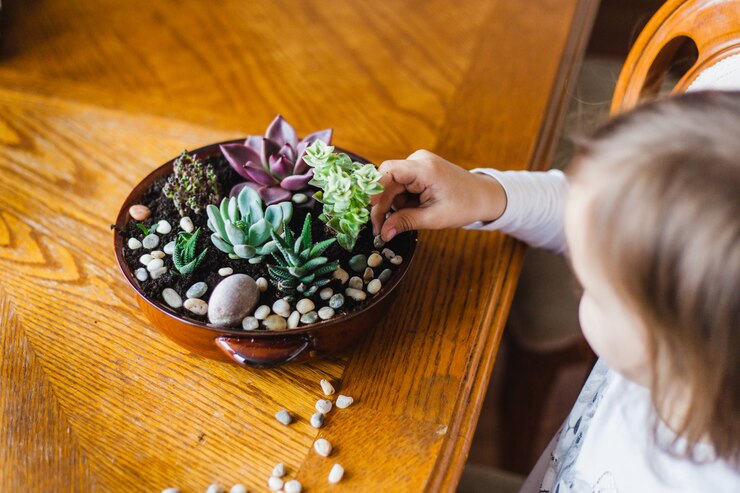 多肉植物、ポット、自宅の花