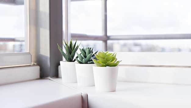 Succulents in pots on the windowsill mini cacti potted in white pots