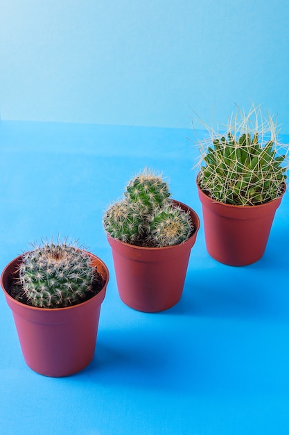 Succulents in a pots