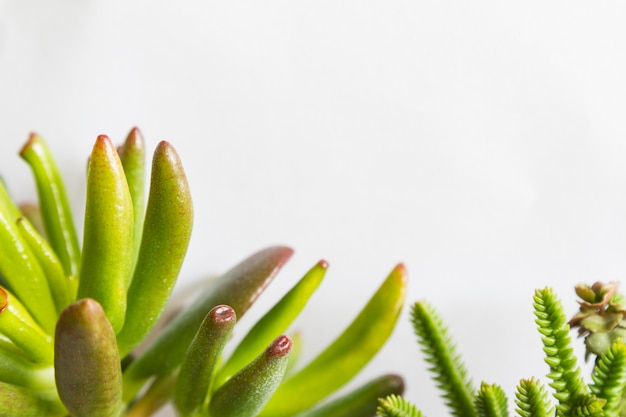 Succulents or tiny green plant crassula close up