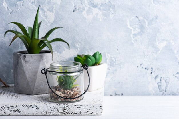 Succulents in various concrete and glass pots on white shelf.