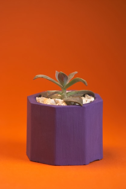 Succulents in violet concrete pot