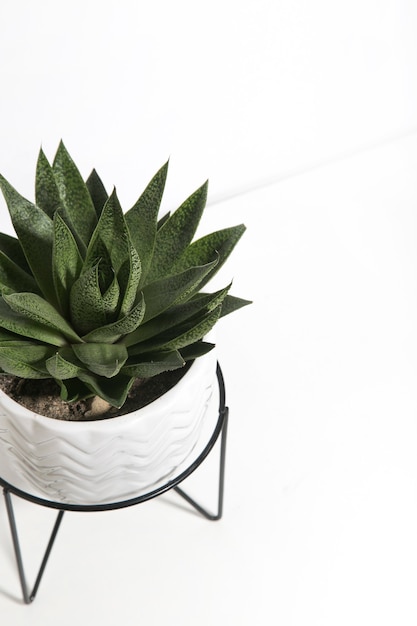 succulents on  white background the concept of home colors