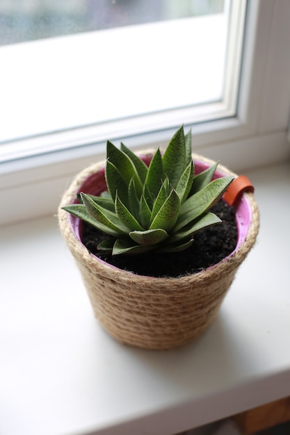 succulents on the window