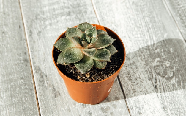 succulents on a wooden background