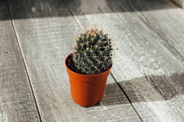 succulents on a wooden background