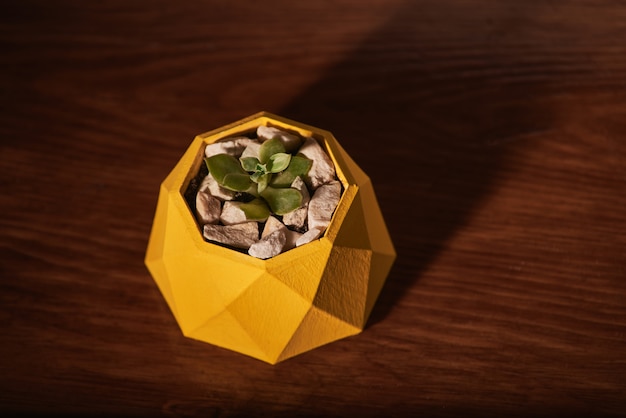 Succulents in yellow concrete pot on wooden background. Clean photo