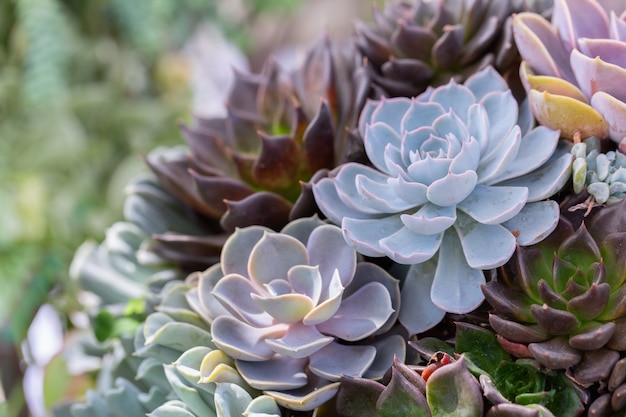 Succulentscactus in woestijn botanische tuin voor decoratie en landbouwontwerp.