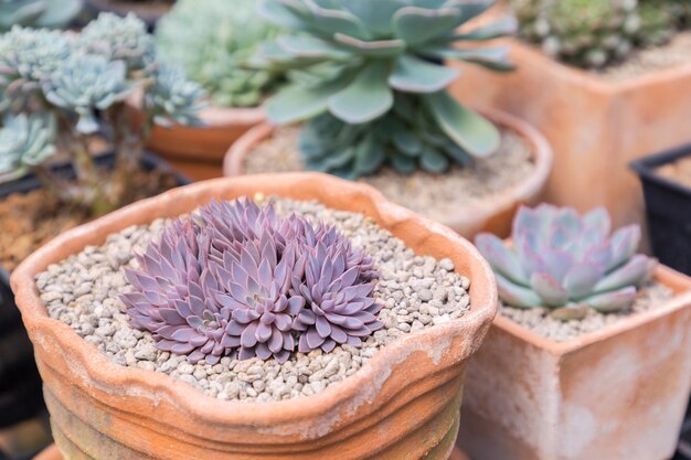 Succulentscactus in woestijn botanische tuin voor decoratie en landbouwontwerp