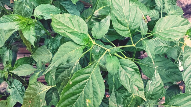 Such a beautiful green plant