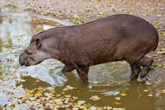 Sud American Tapir 클로즈 업 초상화