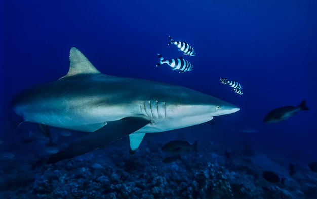 Судан, Красное море, Шааб Руми, фото У.В., шелковая акула (Carcharhinus falciformis)