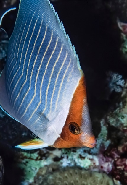 수단, 홍해, UW 사진, Orangeface Butterflyfish(Chaetodon larvatus) - 필름 스캔