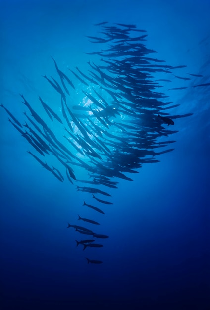 SUDAN, Red Sea, U.W. photo, Sanghaneb Reef, Barracudas school (Sphyraena barracuda) and a diver