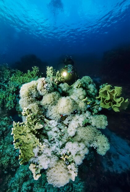 Sudan, red sea, u.w. photo, soft corals and a diver
