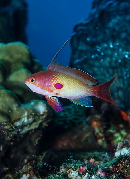 SUDAN, Red Sea, U.W. photo, tropical Anthias (Pseudanthias squamipinnis)