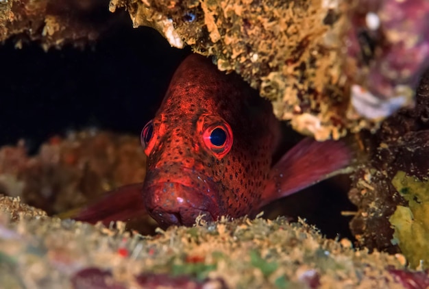 SUDAN, Red Sea, U.W. photo, tropical spotted red grouper (Epinephelus sp.)