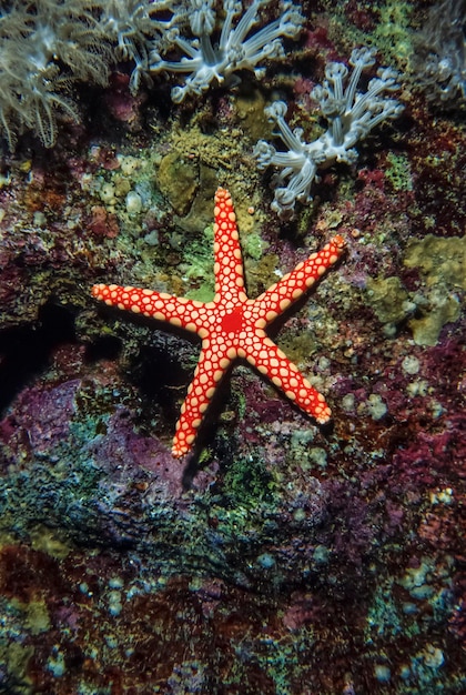 Photo sudan, red sea, u.w. photo, tropical starfish