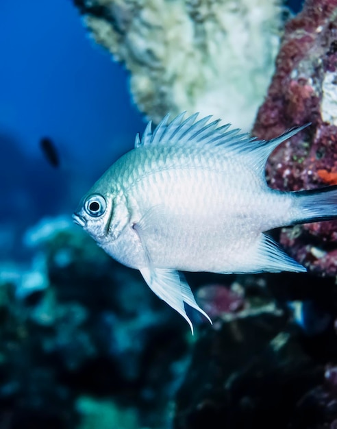 Sudan red sea uw photo small tropical fish film scan