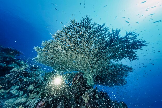 Sudan red sea uw photo staghorn coral acropora cervicornis and a diver