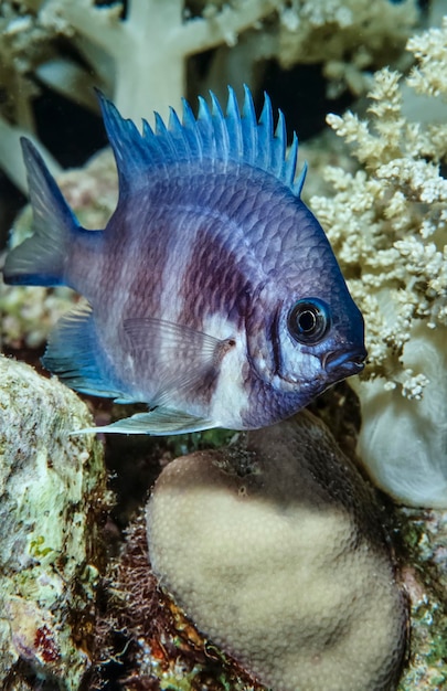 SUDAN, Rode Zee, U.W. foto, kleine Sergeantvis (Abudefdur saxatilis)