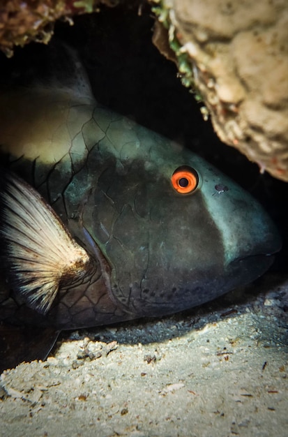 SUDAN, Rode Zee, U.W. foto, tropische papegaaienvis (Scarus vetula)