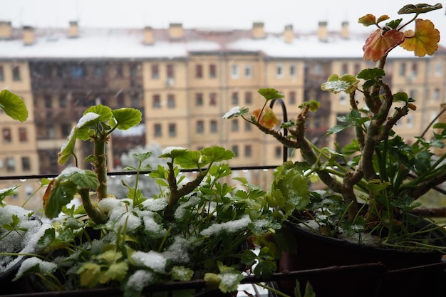 突然の降雪と吹雪 新芽の凍結 高層住宅 大きな雪片が飛んで回転 ゼラニウムまたはペラルゴニウムは耐寒性植物 パセリの緑の葉