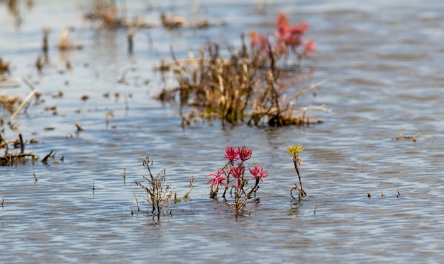 Sueda maritima, Mangrove forest plant