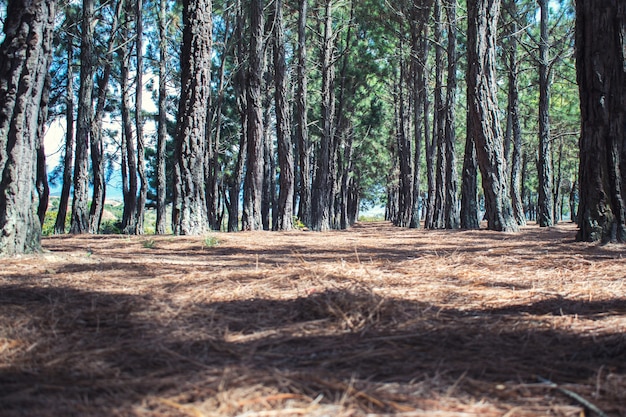 Foto suelo de ramas secas de pino