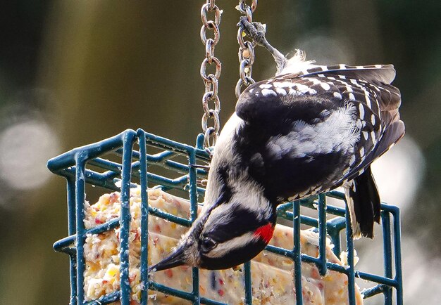 Photo suet eater