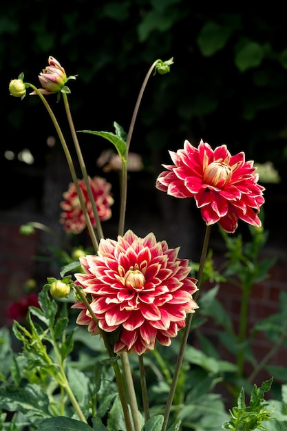 Suffolk Fantasy Dahlia bloeit in de zomer