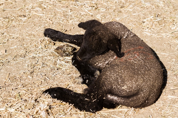 Suffolk lamb on a local farm.