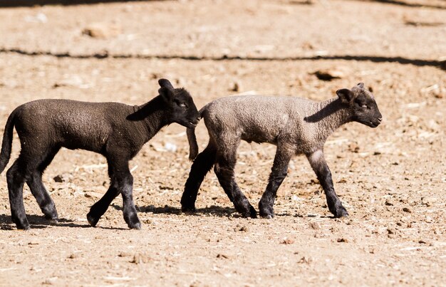 Suffolk lamb on a local farm.