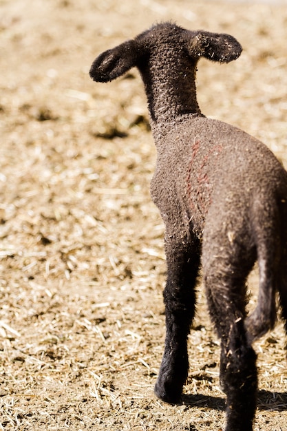 Suffolk lamb on a local farm.